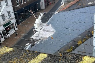 A seagull left dangling from a roof after getting trapped in vicious barbed wire was freed by firefighters - and named Anthony after one of the heroes who saved it.