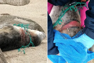 A seal pup left with deep wounds from fishing netting has made a remarkable recovery and been released back into the wild - Hot Cross Bun now weighs a healthy 36kg.