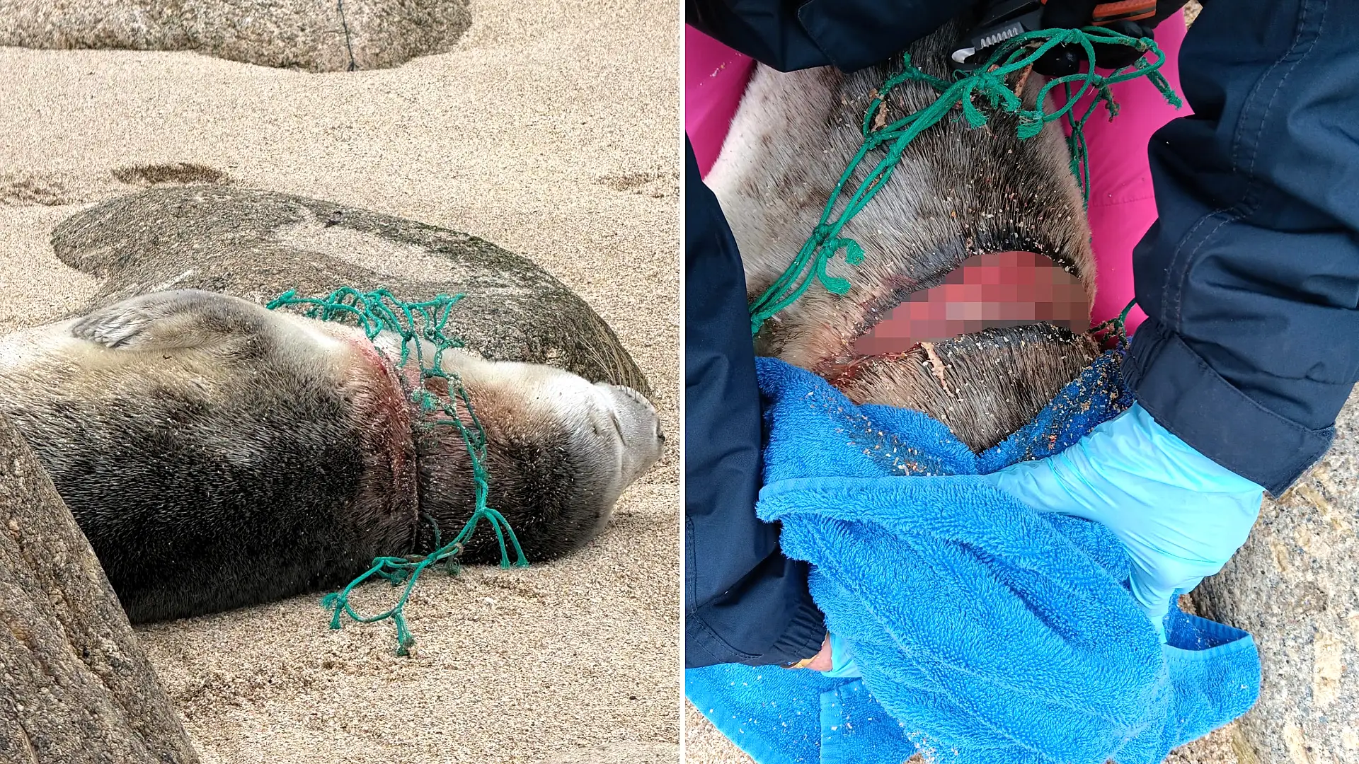 A seal pup left with deep wounds from fishing netting has made a remarkable recovery and been released back into the wild - Hot Cross Bun now weighs a healthy 36kg.