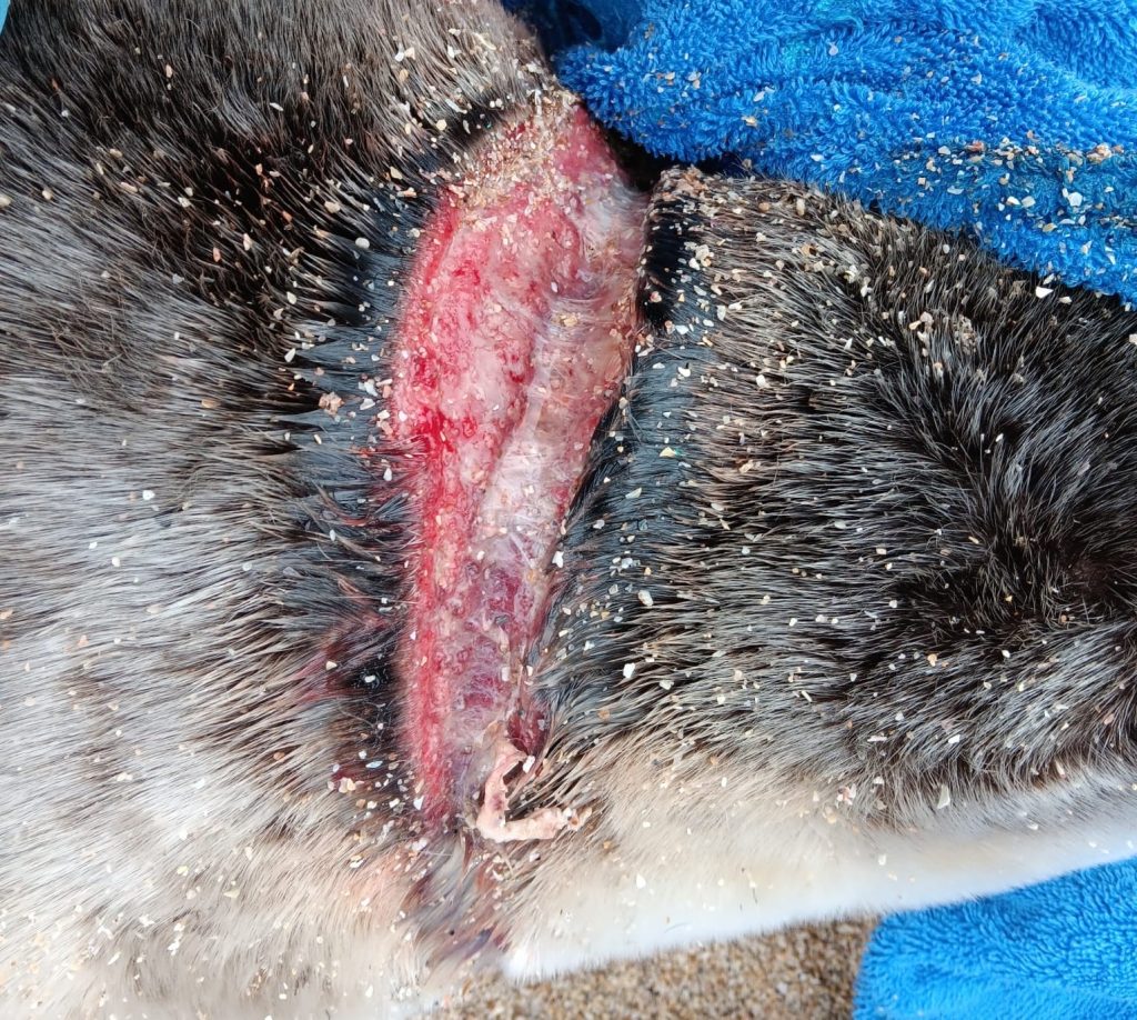 A seal pup left with deep wounds from fishing netting has made a remarkable recovery and been released back into the wild - Hot Cross Bun now weighs a healthy 36kg.