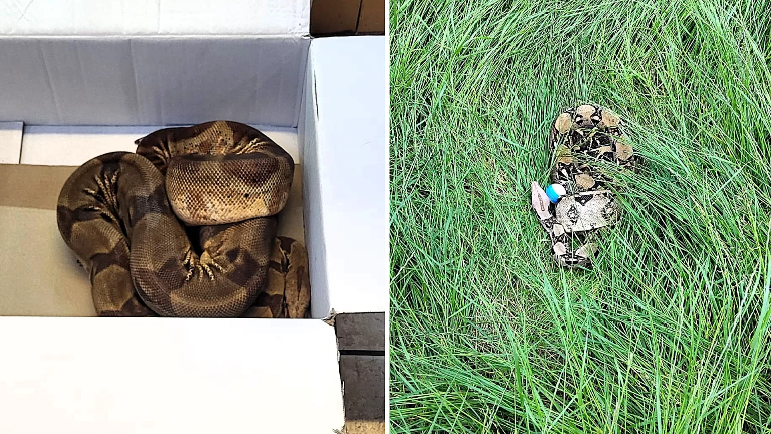 A second giant boa constrictor - even bigger and feistier than the first - has been found on the same Darlington golf course, with bosses now fearing more snakes could be on the loose.