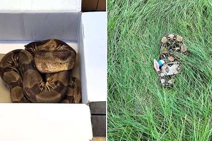A second giant boa constrictor - even bigger and feistier than the first - has been found on the same Darlington golf course, with bosses now fearing more snakes could be on the loose.