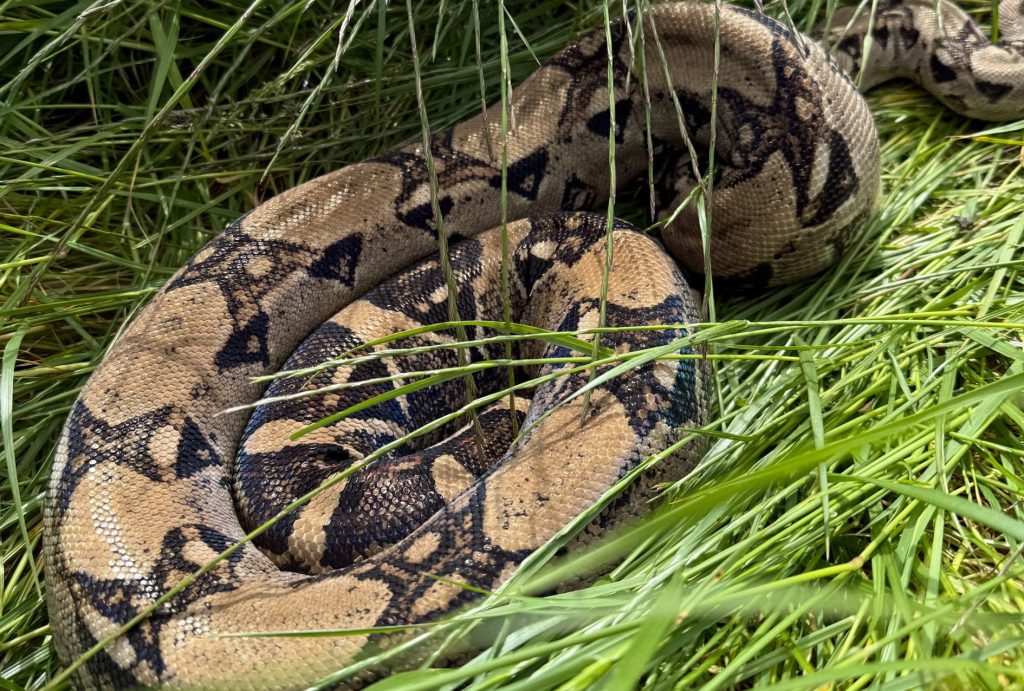 A second giant boa constrictor - even bigger and feistier than the first - has been found on the same Darlington golf course, with bosses now fearing more snakes could be on the loose.