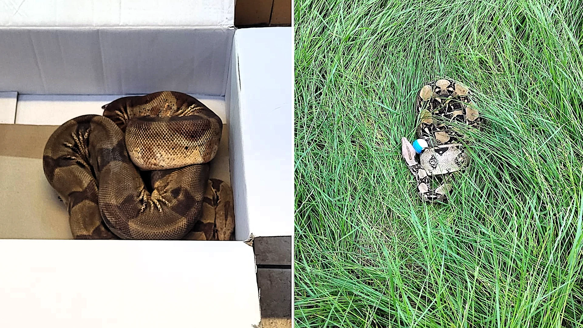 A second giant boa constrictor - even bigger and feistier than the first - has been found on the same Darlington golf course, with bosses now fearing more snakes could be on the loose.