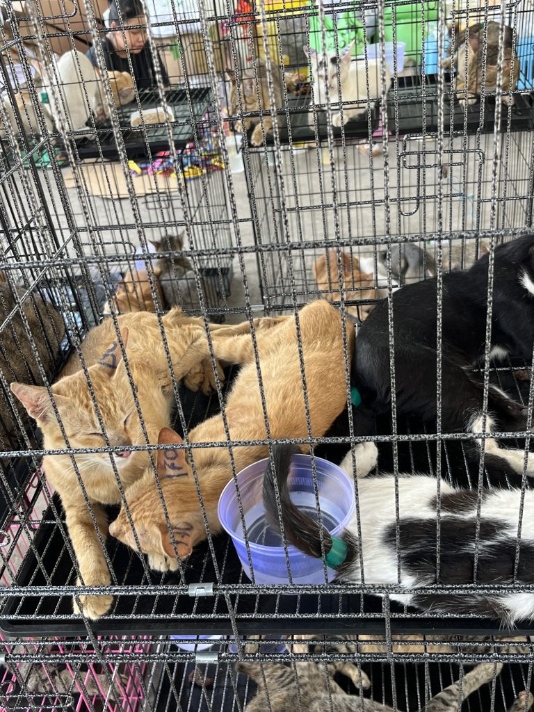 More than 400 live cats crammed into cages and dozens of dead ones packed in ice were seized in Vietnam during one of the largest cat theft operations uncovered in recent years.