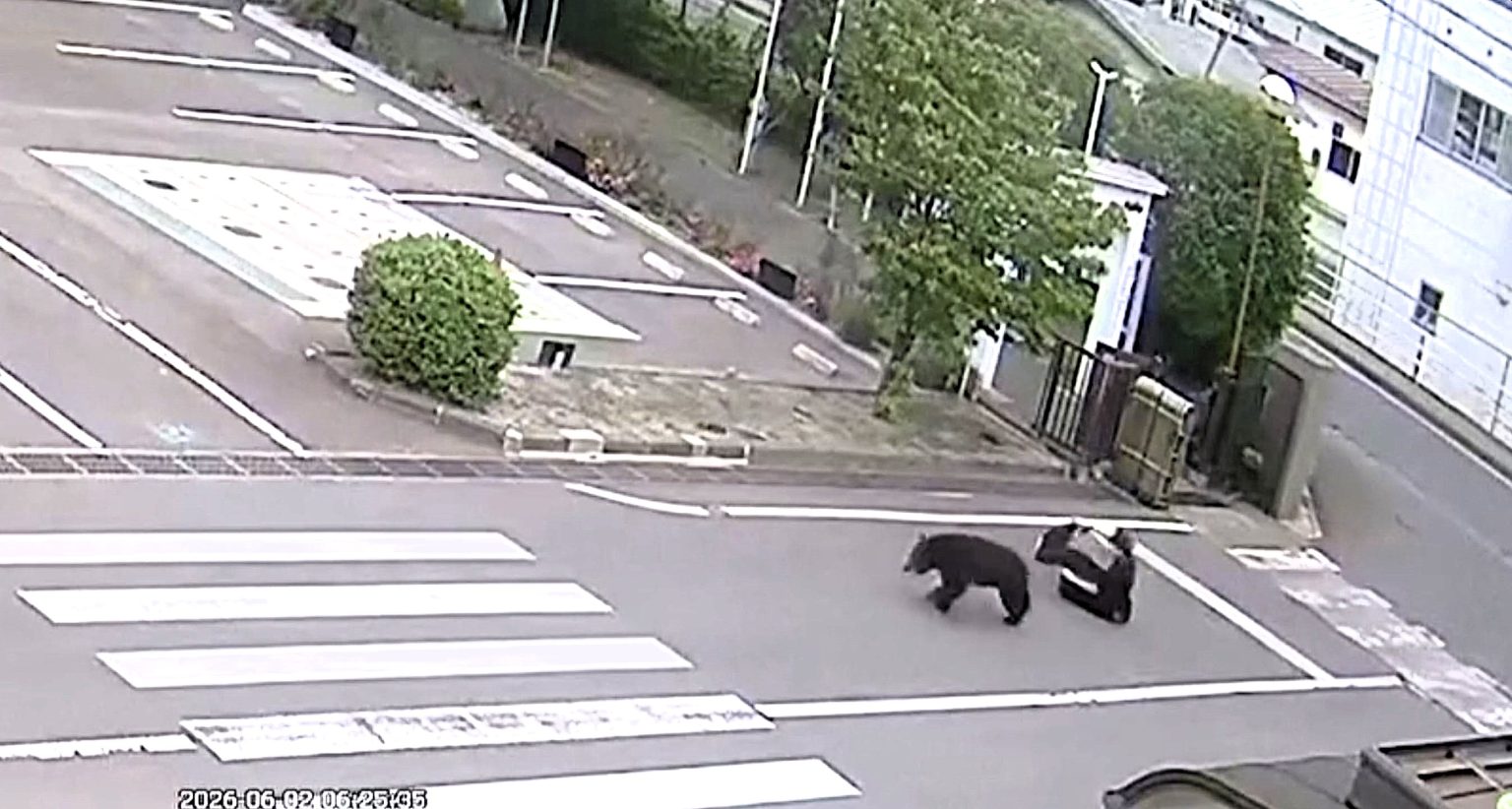 Wild bear charges through Japanese city street and mauls man as terrifying CCTV captures rampage that left four people injured including elderly woman aged 80.