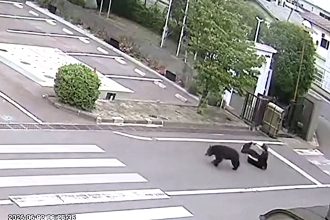 Wild bear charges through Japanese city street and mauls man as terrifying CCTV captures rampage that left four people injured including elderly woman aged 80.