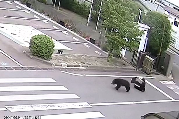 Wild bear charges through Japanese city street and mauls man as terrifying CCTV captures rampage that left four people injured including elderly woman aged 80.