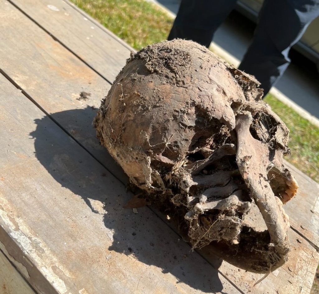 A crawlspace worker got the shock of his life when he found a human skull hidden behind stacked doors - and realised it was real the moment he picked it up.