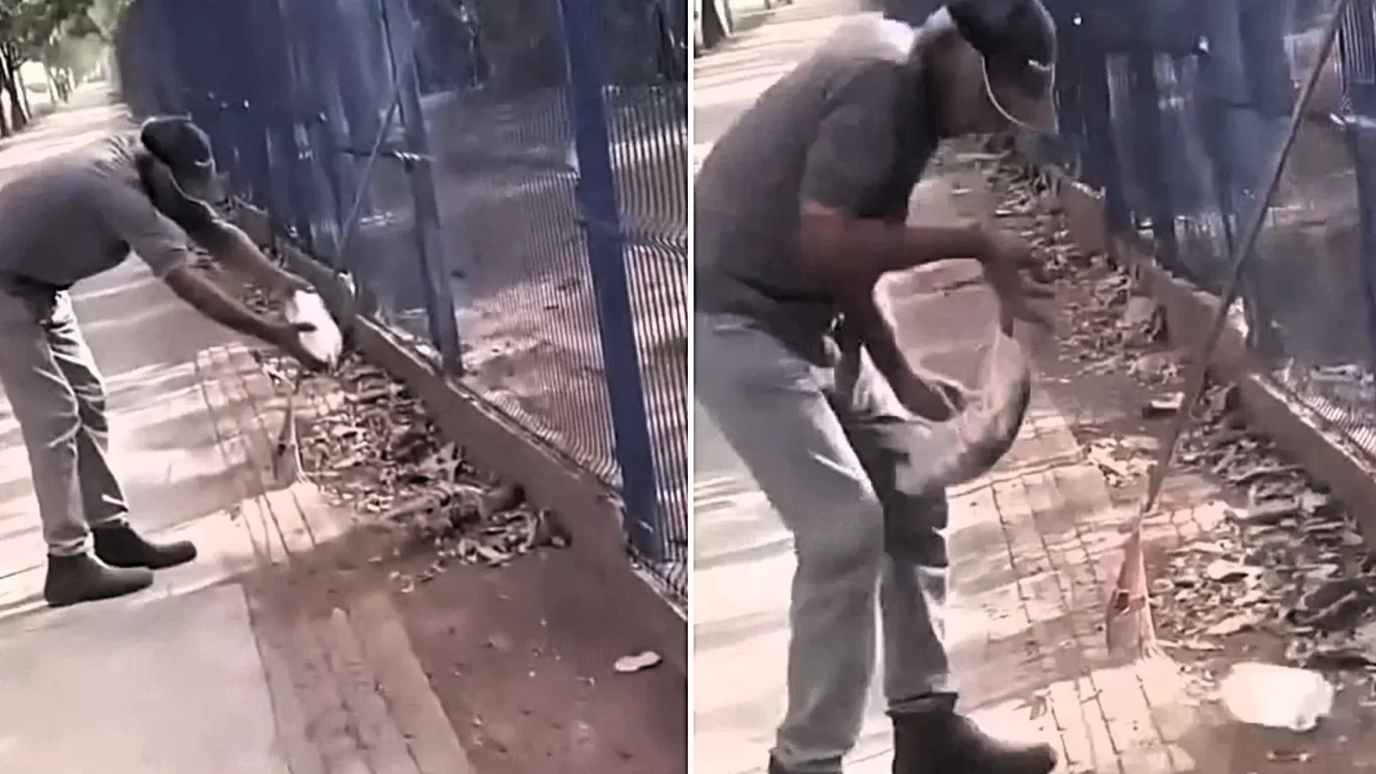 A worker lost part of a finger after a giant lizard bit him while he tried to give it water in a Brazilian park - the reptile remained clamped to his hand as he recoiled in pain.