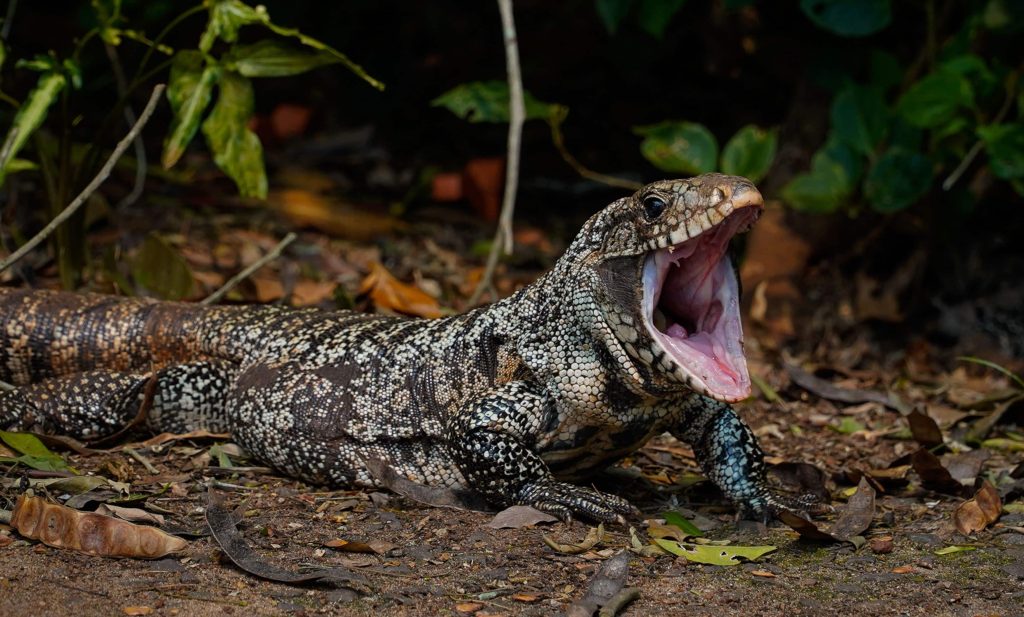 A worker lost part of a finger after a giant lizard bit him while he tried to give it water in a Brazilian park - the reptile remained clamped to his hand as he recoiled in pain.