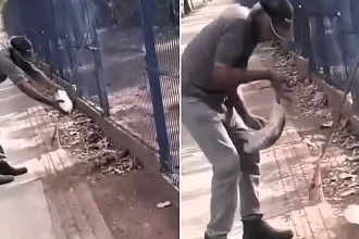 A worker lost part of a finger after a giant lizard bit him while he tried to give it water in a Brazilian park - the reptile remained clamped to his hand as he recoiled in pain.