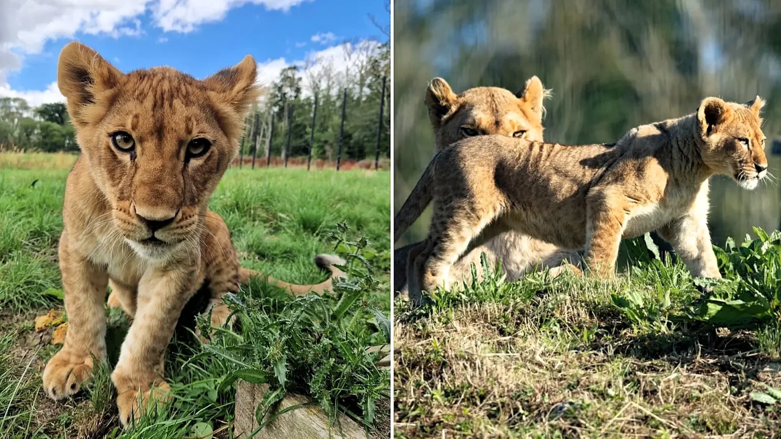 A two-year-old lioness named Amali has died at a Kent reserve after developing a life-threatening intestinal obstruction, despite emergency surgery from the veterinary team.