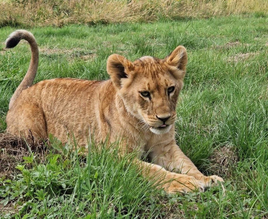 A two-year-old lioness named Amali has died at a Kent reserve after developing a life-threatening intestinal obstruction, despite emergency surgery from the veterinary team.