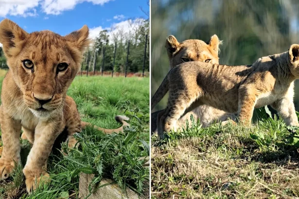 A two-year-old lioness named Amali has died at a Kent reserve after developing a life-threatening intestinal obstruction, despite emergency surgery from the veterinary team.