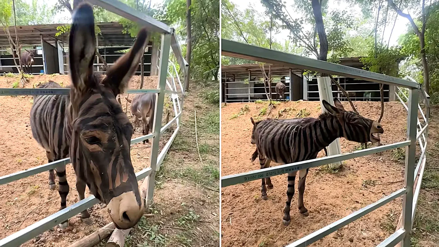 A Chinese zoo was mocked after painting a donkey with crude black stripes to look like a zebra - staff insisted it was "cosplay" and claimed they never said it was a zebra.
