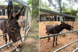 A Chinese zoo was mocked after painting a donkey with crude black stripes to look like a zebra - staff insisted it was "cosplay" and claimed they never said it was a zebra.