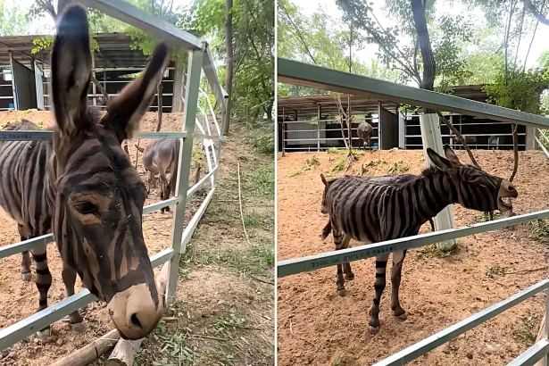 A Chinese zoo was mocked after painting a donkey with crude black stripes to look like a zebra - staff insisted it was "cosplay" and claimed they never said it was a zebra.