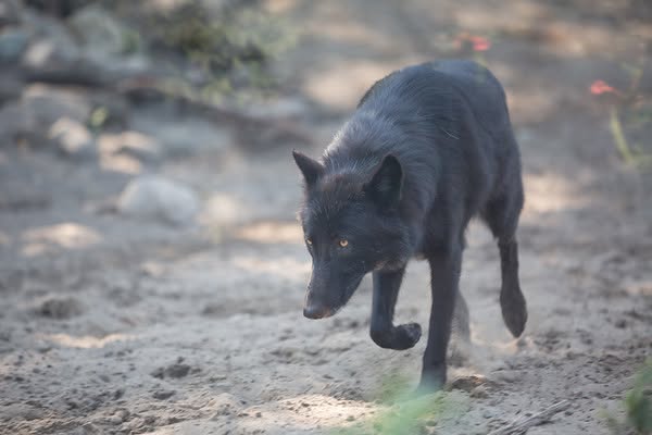 Two zookeepers were savagely attacked by wolves at an Indiana zoo after entering the enclosure to remove a dead pack member, leaving one woman with serious bite wounds.