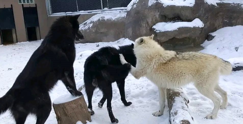 Two zookeepers were savagely attacked by wolves at an Indiana zoo after entering the enclosure to remove a dead pack member, leaving one woman with serious bite wounds.