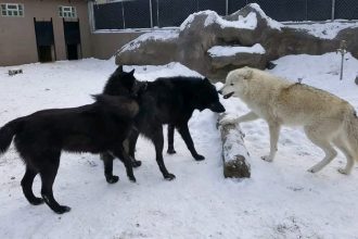 Two zookeepers were savagely attacked by wolves at an Indiana zoo after entering the enclosure to remove a dead pack member, leaving one woman with serious bite wounds.