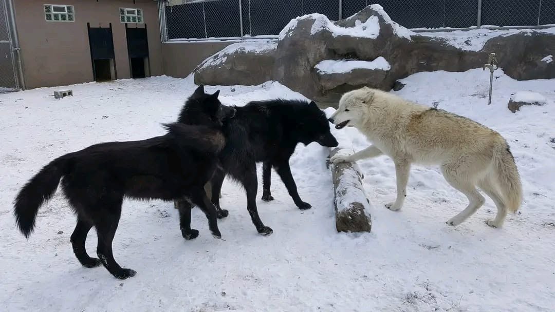 Two zookeepers were savagely attacked by wolves at an Indiana zoo after entering the enclosure to remove a dead pack member, leaving one woman with serious bite wounds.