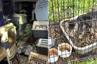 Woman, 77, arrested after emergency crews rescued more than 90 cats and dogs from a Florida home 'filled with animal faeces' - with a hazmat team called in to enter safely.