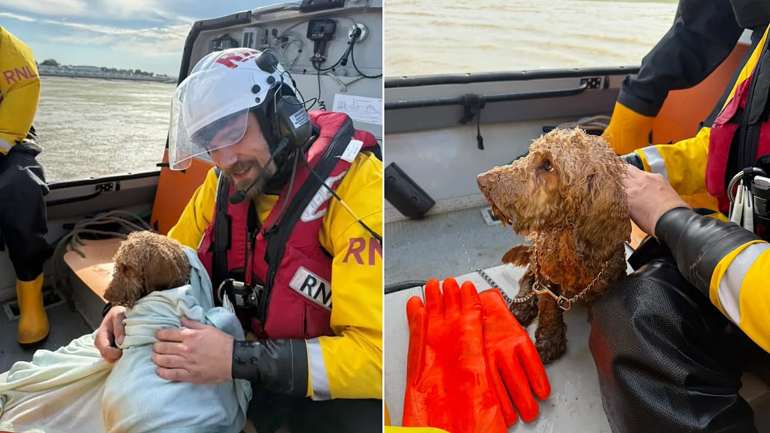 Spaniel Benji rescued by hovercraft in the nick of time after becoming trapped in mud on the Thames Estuary - crew say another minute could have ended in tragedy as the tide rose.