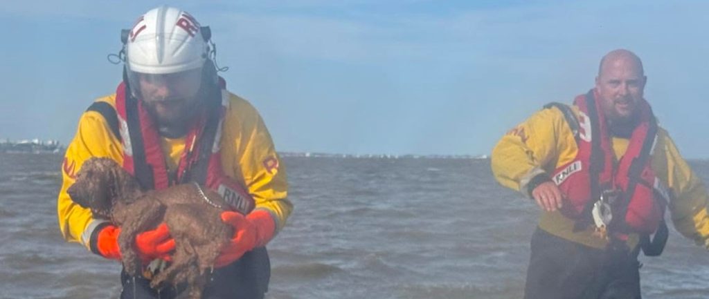 Spaniel Benji rescued by hovercraft in the nick of time after becoming trapped in mud on the Thames Estuary - crew say another minute could have ended in tragedy as the tide rose.