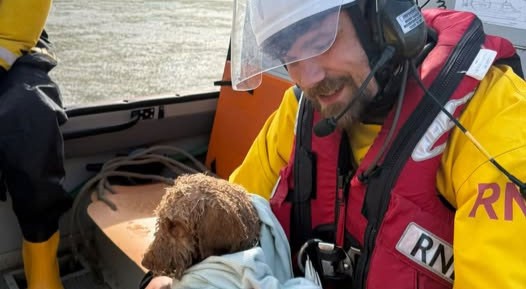 Spaniel Benji rescued by hovercraft in the nick of time after becoming trapped in mud on the Thames Estuary - crew say another minute could have ended in tragedy as the tide rose.
