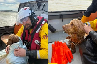 Spaniel Benji rescued by hovercraft in the nick of time after becoming trapped in mud on the Thames Estuary - crew say another minute could have ended in tragedy as the tide rose.