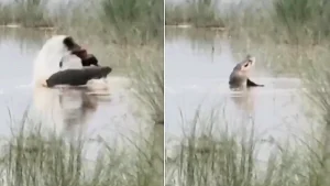 A 12-year-old boy was mauled to death by a crocodile in front of his uncle in India as they stopped to wash their hands in a river on their way home from work.