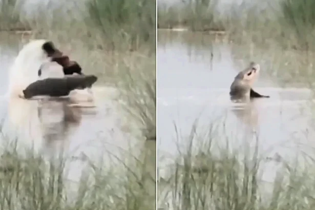 A 12-year-old boy was mauled to death by a crocodile in front of his uncle in India as they stopped to wash their hands in a river on their way home from work.