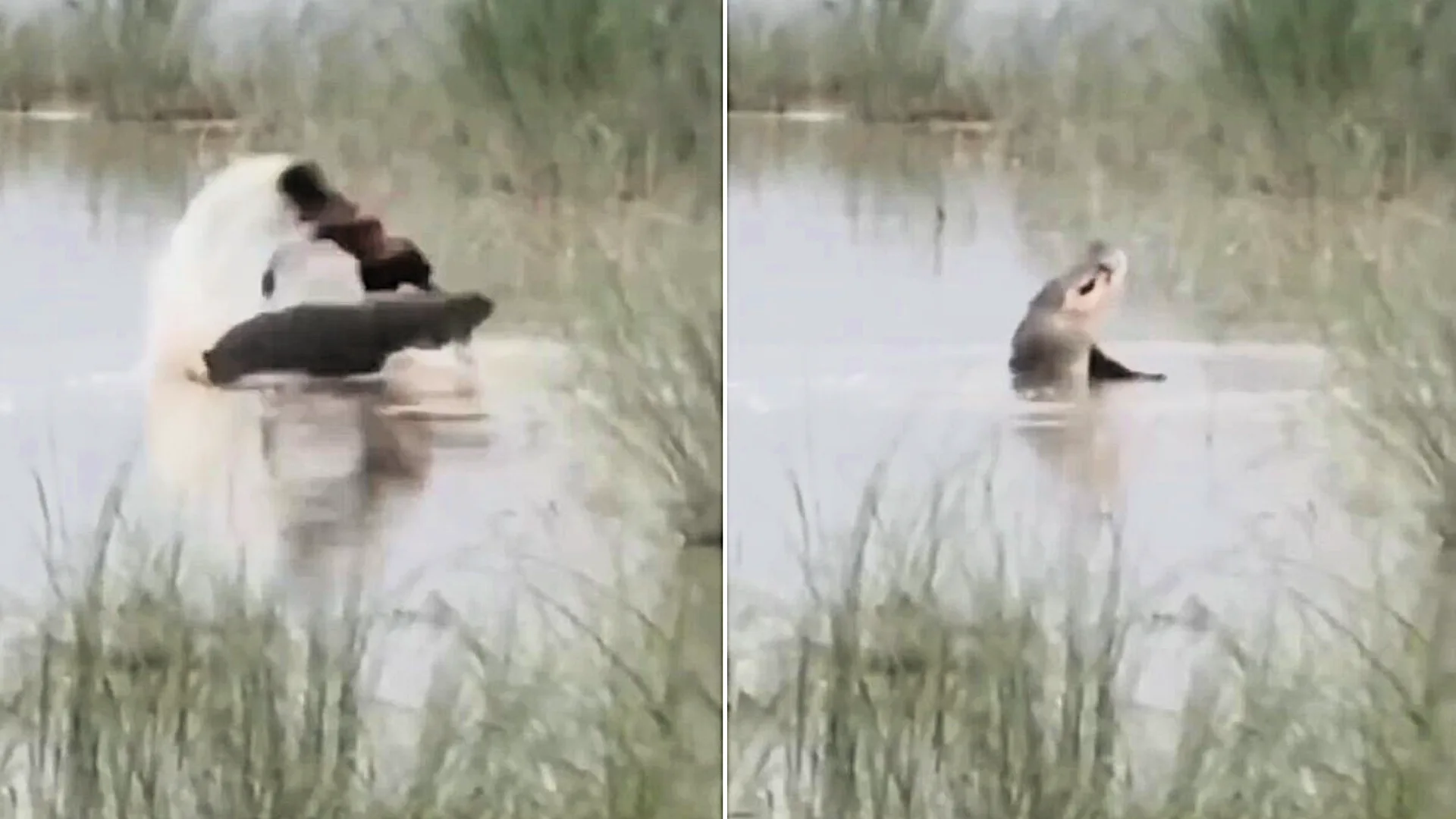 Boy, 12, killed by crocodile in front of uncle while washing hands in river