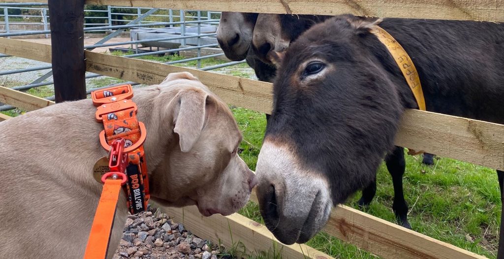 A "dangerous" XL Bully has settled into life as a happy "lapdog" who spends his days watching over 414 donkeys at a Devon sanctuary with his owner, who calls him a "big dope".