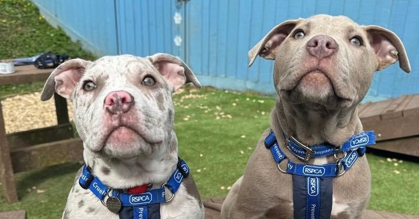 A "dangerous" XL Bully has settled into life as a happy "lapdog" who spends his days watching over 414 donkeys at a Devon sanctuary with his owner, who calls him a "big dope".