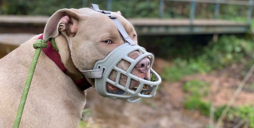 A "dangerous" XL Bully has settled into life as a happy "lapdog" who spends his days watching over 414 donkeys at a Devon sanctuary with his owner, who calls him a "big dope".