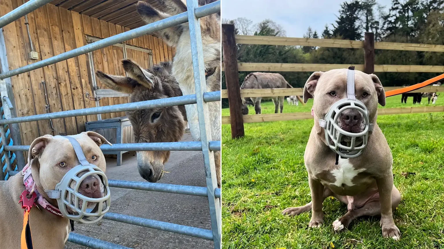A "dangerous" XL Bully has settled into life as a happy "lapdog" who spends his days watching over 414 donkeys at a Devon sanctuary with his owner, who calls him a "big dope".