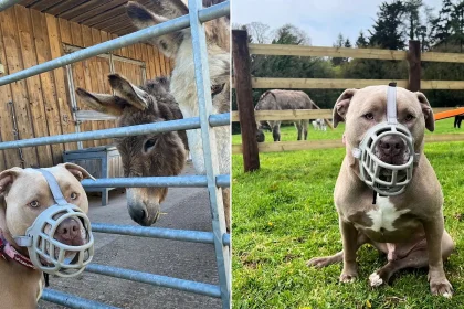 A "dangerous" XL Bully has settled into life as a happy "lapdog" who spends his days watching over 414 donkeys at a Devon sanctuary with his owner, who calls him a "big dope".