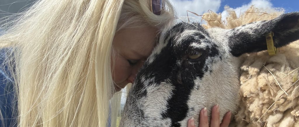 A Devon animal sanctuary says its rescued animals could starve after Britain's drought left its fields completely bare - it now spends £500 a week on extra feed.