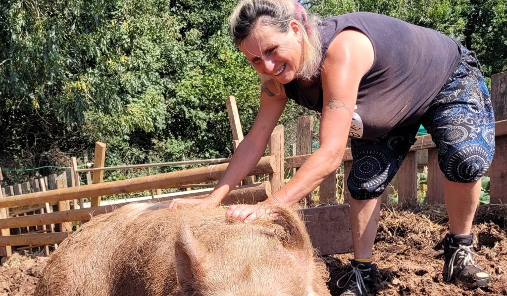 A Devon animal sanctuary says its rescued animals could starve after Britain's drought left its fields completely bare - it now spends £500 a week on extra feed.