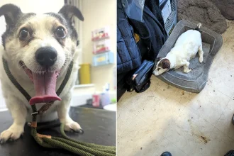 A Jack Russell weighing the same as a 31lb bag of kibble was one of two "grossly" obese dogs whose owner has been given a suspended sentence and banned from keeping animals for 15 years.