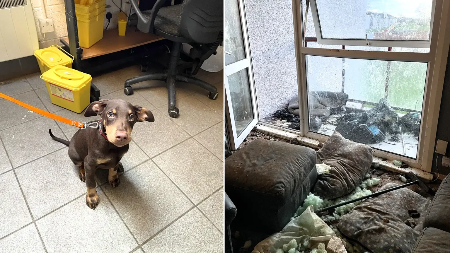 Three dogs were found living amongst faeces, smashed glass and broken furniture in a "squalid" Scottish flat - their owner has been banned from keeping animals for five years.