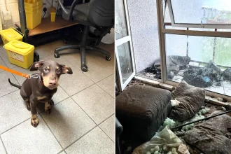 Three dogs were found living amongst faeces, smashed glass and broken furniture in a "squalid" Scottish flat - their owner has been banned from keeping animals for five years.