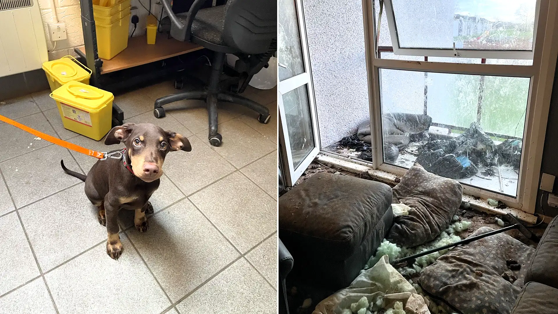 Dogs rescued from house of horror as owner given just £200 fine for ‘appalling’ conditions