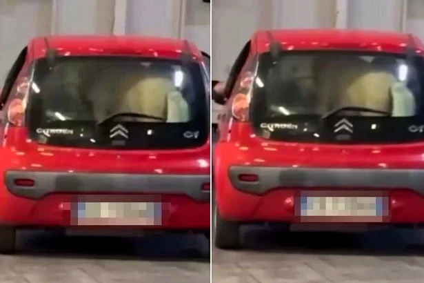 A driver has been reported to police after allegedly taking a ferry in Italy with a PONY crammed into the boot of their Citroën C1 during a sweltering hour-long crossing.