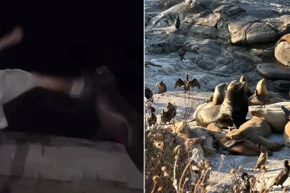 A federal investigation has been launched after a man was filmed kicking a sea lion in the face at La Jolla Cove, California - the viral clip sparked mass outrage online.