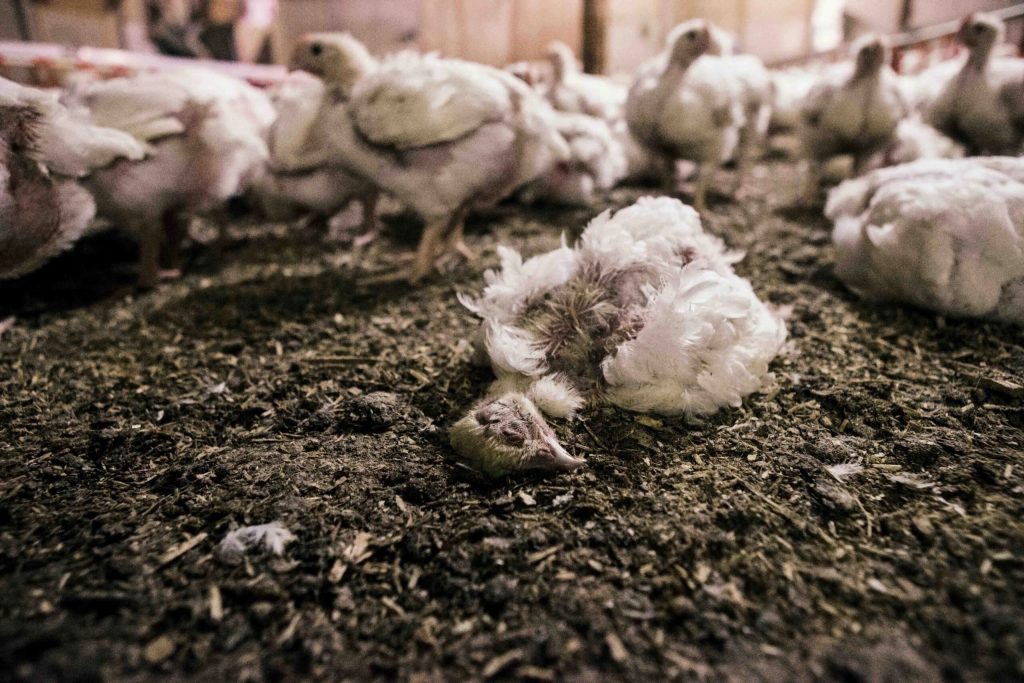 PETA wants to turn a former KFC in Fleetwood, Lancashire, into the world's first 'Chicken Empathy Museum' - complete with slaughterhouse equipment and a chicken mascot.