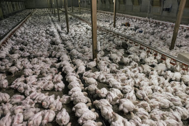 PETA wants to turn a former KFC in Fleetwood, Lancashire, into the world's first 'Chicken Empathy Museum' - complete with slaughterhouse equipment and a chicken mascot.