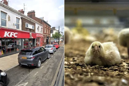 PETA wants to turn a former KFC in Fleetwood, Lancashire, into the world's first 'Chicken Empathy Museum' - complete with slaughterhouse equipment and a chicken mascot.